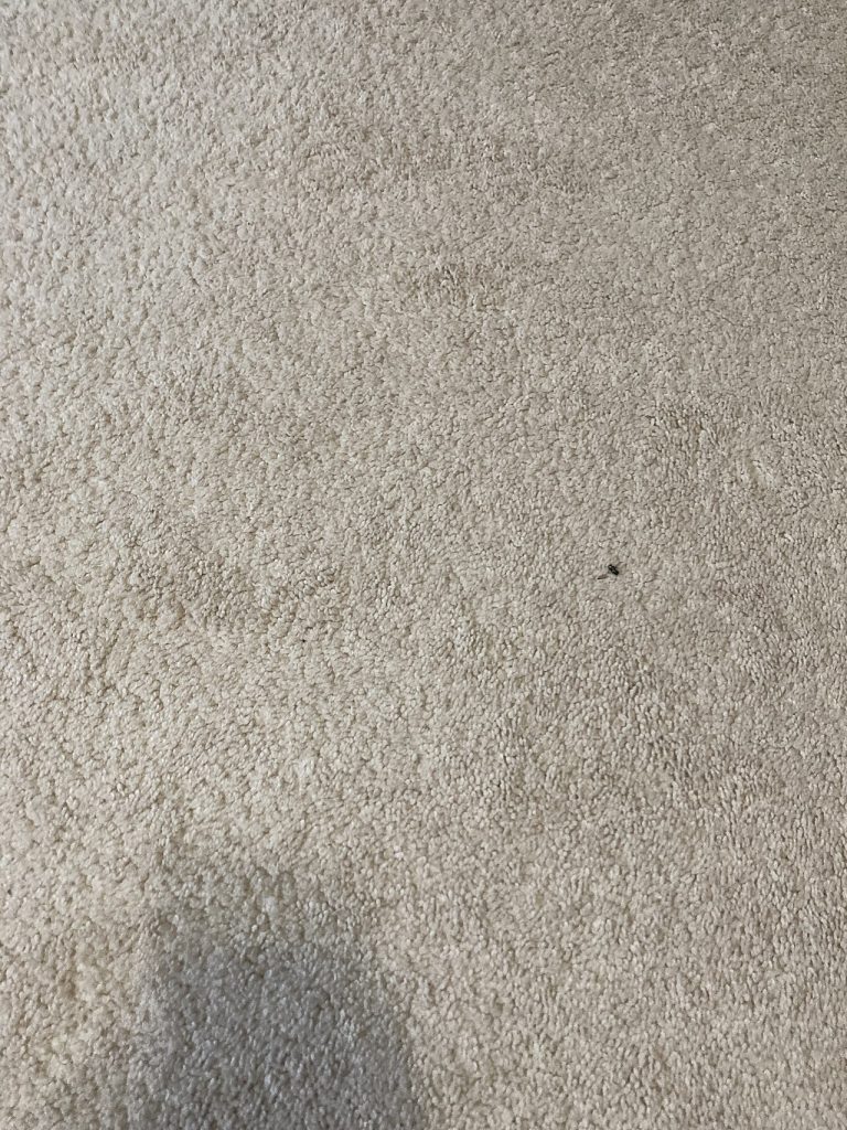 How to Get Rid of Pet Urine Smell in Carpet in a NYC Apartment
