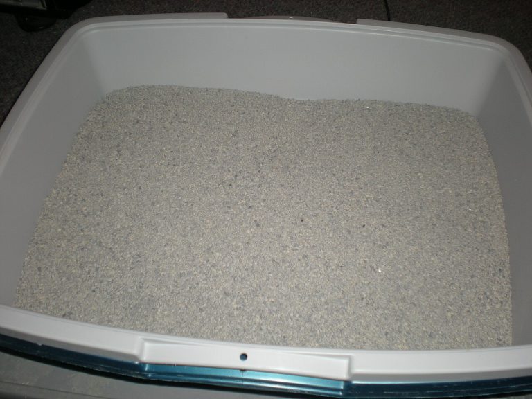 How to Get Rid of Litter Box Smell in a Small NYC Apartment