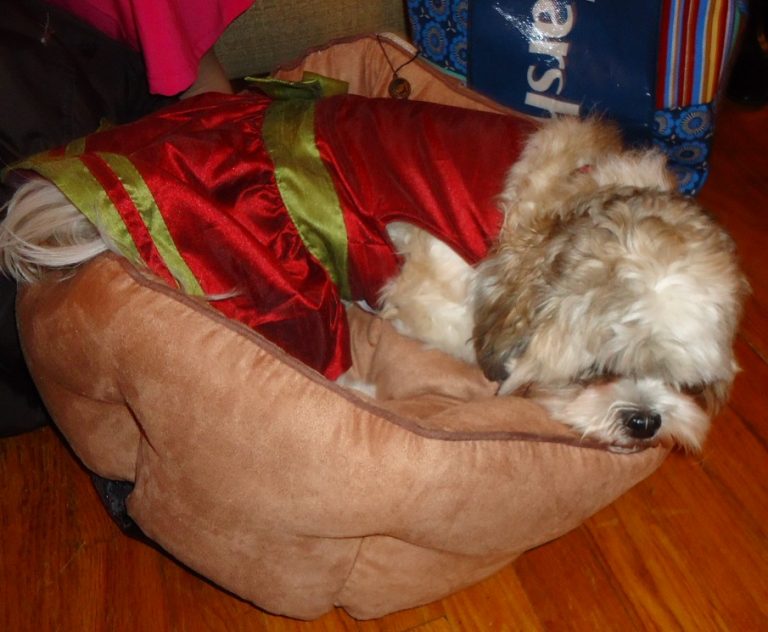 How to Get Rid of Dog Smell in a NYC Apartment