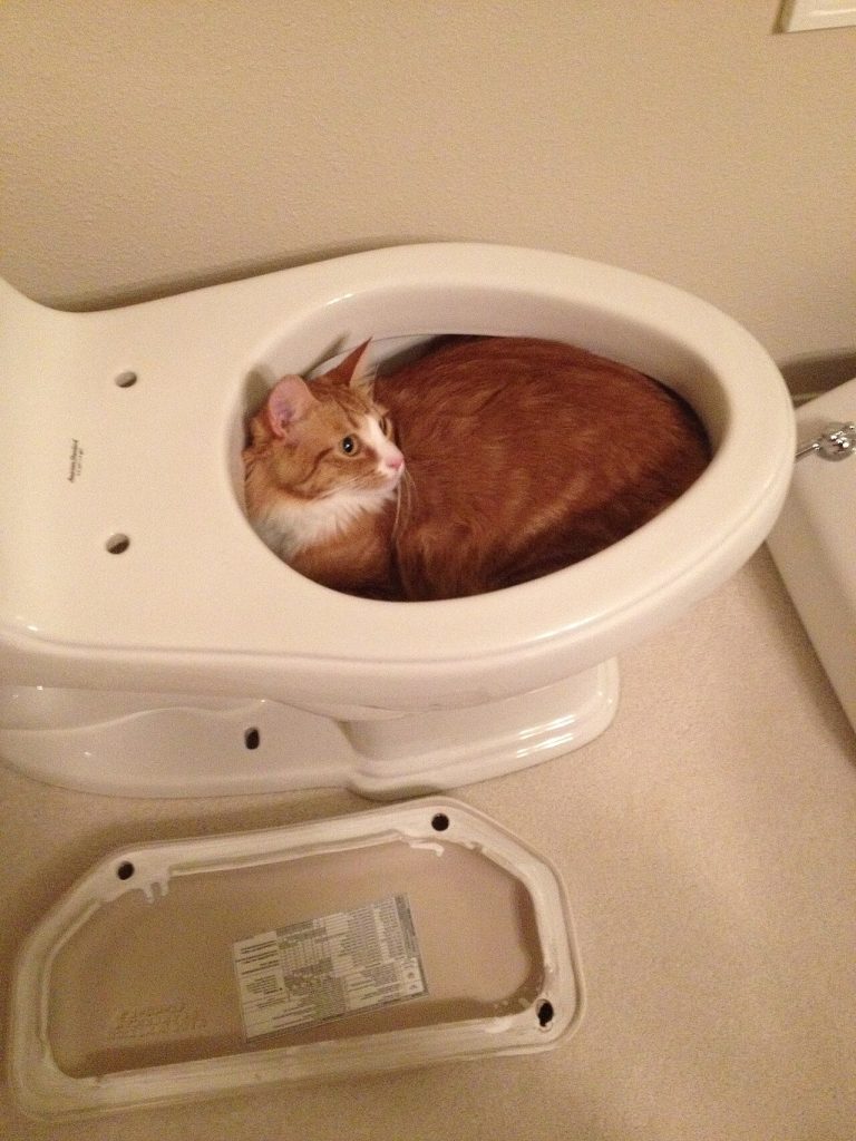 How to Clean Toilet Rim Jets in a Small Bathroom